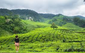 Be sure to drop by and be amazed by a variety of captivating cactus! The Ultimate Guide To Visiting The Cameron Highlands Malaysia S Most Popular Mountain Retreat
