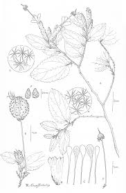 Image result for Helicteres