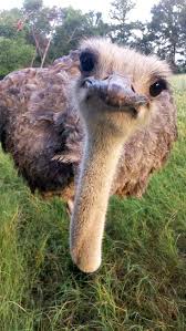 This ranch should be on a bucket list of beautiful thoughts and deeds. 52 Black Beauty Ranch Ideas Black Beauties Animals Ranch