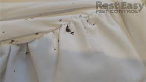 pin on bed bugs