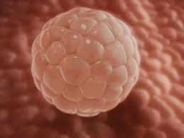 Check spelling or type a new query. 4 Weeks Pregnant It S Time To Test Yay Or Nay Times Of India