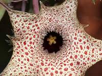 Image result for Huernia hislopii