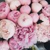 Mondorose e fiori propone un vasto assortimento di rose antiche, botaniche, inglesi e moderne rifiorenti per il giardino e per il terrazzo, belle, forti, profumate e una ricercata collezione di fiori e piante amiche delle rose tra erbacee perenni, piante mediterranee ed aromatiche per giardini sostenibili e naturali. 1