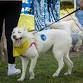 DogFest Bay Area event image