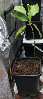 Check spelling or type a new query. Michelia Alba Problem All New Leaves Turn Brown And Die