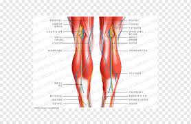 This tendon is vulnerable to rupture in the tunnel at the wrist. Knee Human Body Anatomy Tendon Patellar Ligament Others Human Human Back Arm Png Pngwing