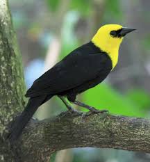 Black Bird With Large Yellow Beak Yellow Hooded Blackbird Chrysomus Icterocephalus Krasivye Pticy Pticy