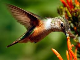 There are some tiny hummingbirds visiting my garden, but i couldn't find a picture that looks like them anywhere. Hummingbirds Learn To Count To Find Their Favorite Flowers Smart News Smithsonian Magazine