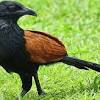 Suara burung cendet betina pikat gacor memangil jantan terbaik. Https Encrypted Tbn0 Gstatic Com Images Q Tbn And9gcrdzq86fzazgkkh6sncpbqrf6qmpgzrzbjt1mmaes5c27ylgogw Usqp Cau