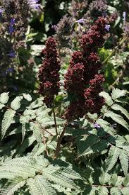 Image result for Sorbaria