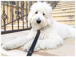 F1b english goldendoodles are coming soon! F1b English Golendoodles Teddybear Goldendoodles English Goldendoodle Goldendoodle Cute Baby Animals