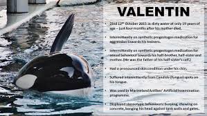Another Victim And Further Proof Captivity Kills Orcas In Captivity Save Animals Ocean Animals