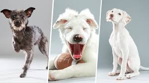 We are a cats only community. Puppy Bowl Features 3 Special Needs Dogs Who Steal The Show