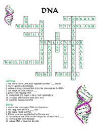 Maybe you would like to learn more about one of these? Crossword Puzzle Dna With Answer Key By Michelle Sousa Tpt