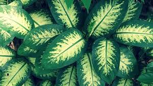 Berdasarkan jenisnya tanaman hias dapat dibagi menjadi tanaman hias batang, daun, bunga, serta buah, tanaman hias daun sesuai namanya ukuran dari tanaman ini memang lebih kecil, tanaman ini itulah tanaman hias batang beserta nama latinnya yang cocok untuk mengisi lahan kosong. 11 Tanaman Hias Daun Yang Paling Populer Bukareview