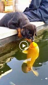 Pin By Necla Sen On Animals Videos Funny Cute Animals Cute Animal Pictures Funny Animal Videos