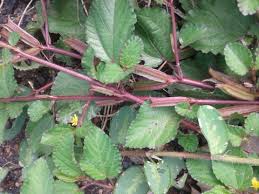 Image result for Corchorus aestuans