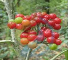 Image result for Solanum giganteum