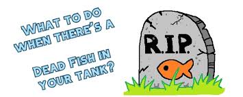 If using alka selter to euthanize a koi. What To Do When There S A Dead Fish In Your Tank Aquanswers