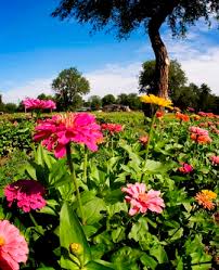 Virginia's Zinnias