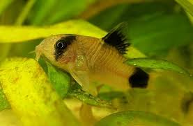 9 Peaceful Community Fish Aquariadise Aquarium Fish Fresh Water Fish Tank Cichlid Aquarium