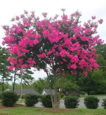 Pink Velour Crape Myrtle Fast Growing Trees Crape Myrtle Crepe Myrtle Trees