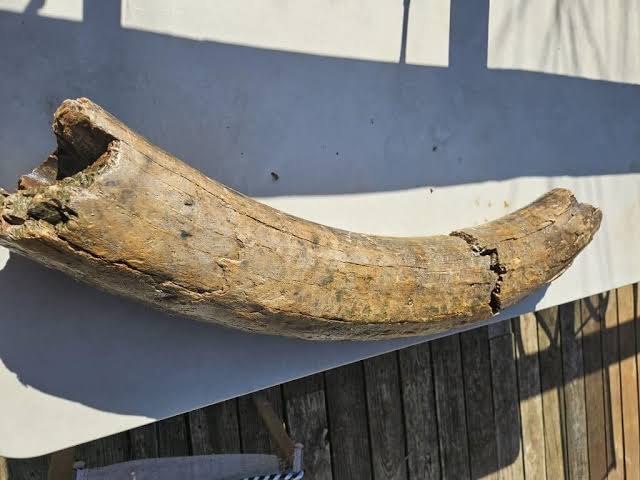 Prehistoric animal tusk found in Athens County - Athens County Independent
