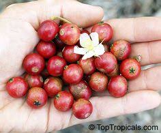 Check spelling or type a new query. 11 Strawberry Tree Ideas Strawberry Tree Fruit Tree