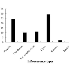 Image result for Commiphora mombassensis