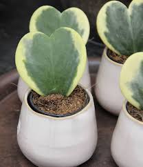 Hoya Kerrii Variegata Grun Gelb Herzformige Blatter Flowers Pflanzen Gartenarbeit Grunpflanzen