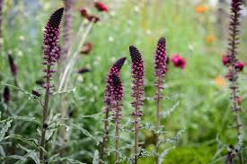 Image result for Lysimachia barbata