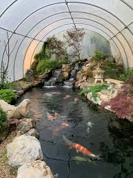 A koi, like other fish, will grow to its environment. Koi Pond In Winter Preparation Tips And Survival Guide
