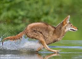 The Wonder Of Wetlands National Wildlife Federation Coyote Animal Animal Hunting Wild Dogs