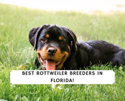 Champion guardian rottweilers polo is a great example of how a rottweiler male should be with excellent structure, perfect head, good bone and beautiful markings. 4 Best Rottweiler Breeders In Florida 2021 We Love Doodles