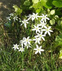 Delicati ed eleganti, sono perfetti per il giardino i fiori bianchi conferiscono varietà cromatica al nostro giardino (ma anche alla nostra terrazza), grazie. Latte Di Gallina Nel Giardino Di Rosita