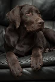 4 Month Old Chocolate Lab Labradorpuppies Labrador Retriever Lab Puppies Labrador Puppy