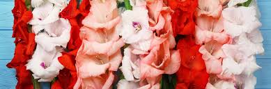 Image result for Gladiolus melleri