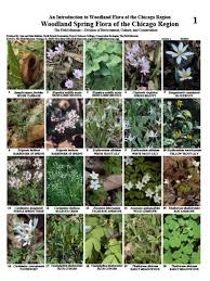 Native illinois plants and flowers. Woodland Spring Flora Of The Chicago Region Woodland Field Guide Flora