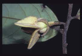 Image result for Annickia lebrunii