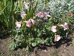 Image result for Markhamia zanzibarica