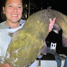 Shelby fish farm is a growing business with plans to expand in the future to double in size. Summer Fishing Truly Settles In With Big Flathead Catfish Northern Pike Largemouth Bass And Catfish For This Sprawling Raw File Midwest Fishing Report Chicago Sun Times