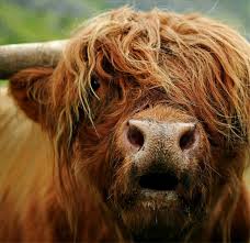 Cattle breeds fall into two main types, which are regarded as either two closely related species, or two subspecies of one species. Steve As A Cow If He Still Had His Long Hair Cow Pictures Highland Cow Scottish Highland Cow