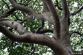 Image result for Hura crepitans