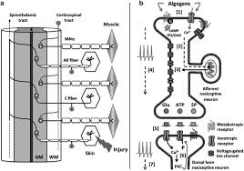 Private placement explained by advocate sanyog vyas. Neuroplasticity Of Ascending And Descending Pathways After Somatosensory System Injury Reviewing Knowledge To Identify Neuropathic Pain Therapeutic Targets Spinal Cord