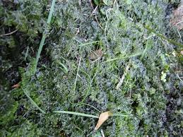 Image result for Hymenophyllum tunbridgense