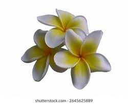 Image result for Apocynaceae subfamilies Apocynoideae and Rauvolfioideae