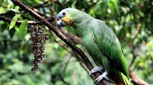 Bird Doesn T Care About Being Eaten Can Parrots Eat Grapes In 2020 Parrot Pet Birds Birds