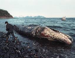 24th March 1989 The Exxon Valdez Oil Spill S Izobrazheniyami Alyaska Ekologiya