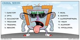 We did not find results for: Cranial Nerves Medcomic