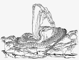 After every coloring pages we keep one blank pages for your main coloring image safety. Snake The Laidly Worm Of Spindleston Heugh Drawing Anaconda Colouring In Pages 1053x750 Png Download Pngkit